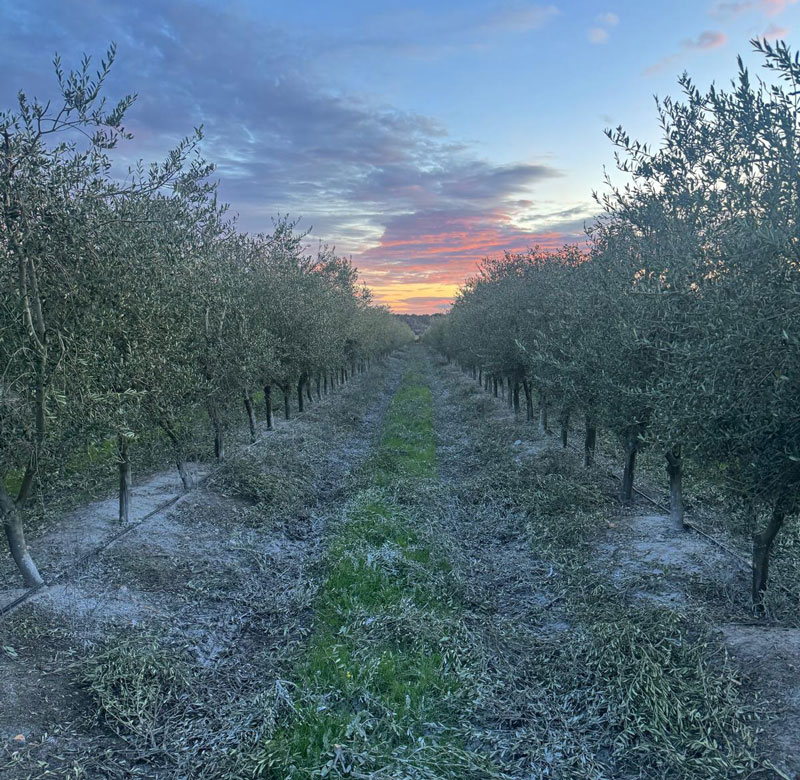 olivos-con-minervital-aplicado